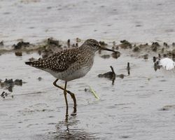 Wood Sandpiper photographed at Claire Mare [CLA] on 18/5/2012. Photo: © Cindy  Carre