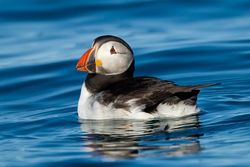 Puffin photographed at Herm on 16/5/2012. Photo: © Paul Hillion