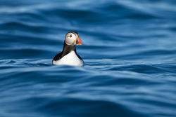 Puffin photographed at Putrainez, Herm on 16/5/2012. Photo: © Paul Hillion