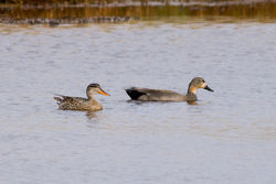 Gadwall photographed at Claire Mare [CLA] on 18/5/2012. Photo: © Rod Ferbrache