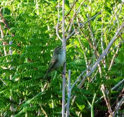 Greenish Warbler photographed at Pezeries [PEZ] on 26/5/2012. Photo: © Mark Guppy