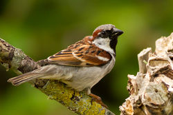 House Sparrow photographed at Bas Capelles [BAS] on 26/5/2012. Photo: © Rod Ferbrache