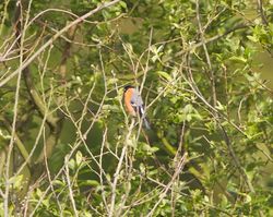 Bullfinch photographed at Rue des Bergers [BER] on 27/5/2012. Photo: © Royston CarrÃ©