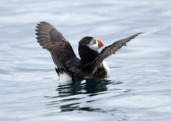 Puffin photographed at Herm [HER] on 30/5/2012. Photo: © Mike Cunningham
