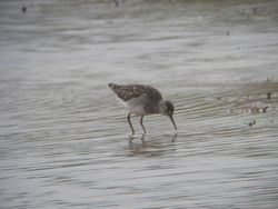 Wood Sandpiper photographed at Claire Mare [CLA] on 5/6/2012. Photo: © Mark Guppy