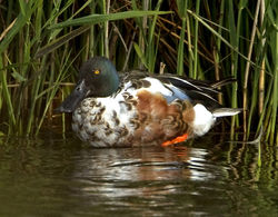 Shoveler photographed at Claire Mare [CLA] on 9/6/2012. Photo: © Mike Cunningham