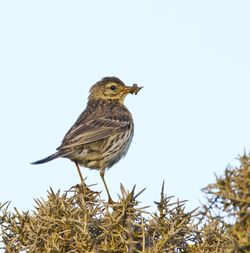 Meadow Pipit photographed at L'Ancresse [LAN] on 2/6/2012. Photo: © Allan Phillips