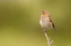 Linnet photographed at Fort Doyle [DOY] on 4/7/2012. Photo: © Anthony Loaring