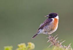 Stonechat photographed at Fort Doyle [DOY] on 4/7/2012. Photo: © Anthony Loaring