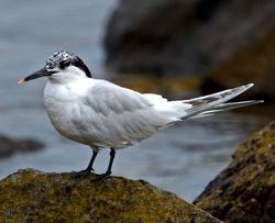 Sandwich Tern photographed at Grandes Havres [GHA] on 20/7/2012. Photo: © Mike Cunningham