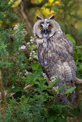 Long-eared Owl photographed at Reservoir [RES] on 22/7/2012. Photo: © steve levrier