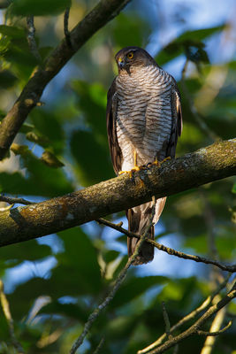 Sparrowhawk photographed at Reservoir [RES] on 21/7/2012. Photo: © steve levrier