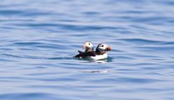 Puffin photographed at Putrainez, Herm on 23/7/2012. Photo: © Allan Phillips