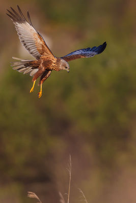 Marsh Harrier photographed at Claire Mare [CLA] on 26/4/2012. Photo: © steve levrier