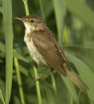 Reed Warbler photographed at Claire Mare [CLA] on 31/7/2012. Photo: © Mike Cunningham