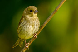 Greenfinch photographed at Bas Capelles [BAS] on 4/8/2012. Photo: © Rod Ferbrache