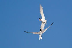 Sandwich Tern photographed at Fort Doyle [DOY] on 9/8/2012. Photo: © Rod Ferbrache