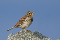 Meadow Pipit photographed at Fort Doyle [DOY] on 14/8/2012. Photo: © Rod Ferbrache