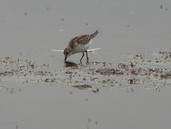 Little Stint photographed at Claire Mare [CLA] on 19/8/2012. Photo: © Tony Bisson