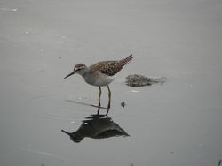 Wood Sandpiper photographed at Claire Mare [CLA] on 19/8/2012. Photo: © Tony Bisson