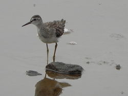 Wood Sandpiper photographed at Claire Mare [CLA] on 19/8/2012. Photo: © Tony Bisson