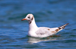 Black-headed Gull photographed at Cobo [COB] on 4/8/2012. Photo: © Anthony Loaring