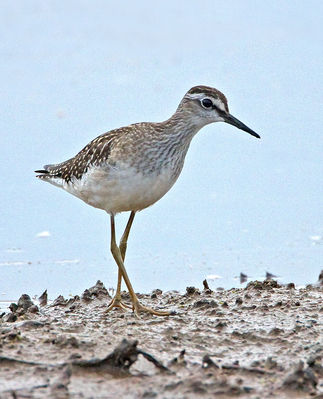 Wood Sandpiper photographed at Claire Mare [CLA] on 20/8/2012. Photo: © Mike Cunningham