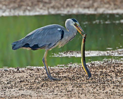 Grey Heron photographed at Claire Mare [CLA] on 20/8/2012. Photo: © Mike Cunningham