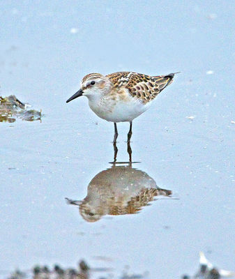 Little Stint photographed at Claire Mare [CLA] on 20/8/2012. Photo: © Mike Cunningham