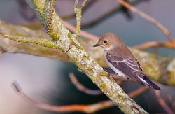 Pied Flycatcher photographed at Fort Hommet [HOM] on 20/8/2012. Photo: © Anthony Loaring