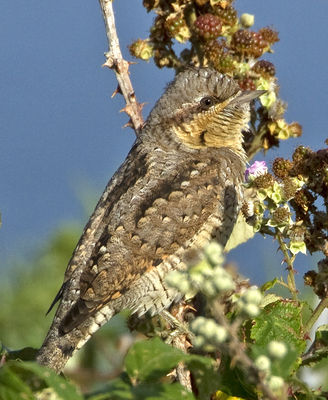 Wryneck photographed at Lihou Headland [LCH] on 22/8/2012. Photo: © Mike Cunningham