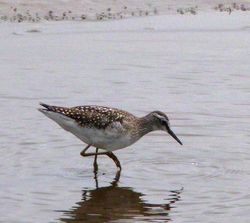 Wood Sandpiper photographed at Claire Mare [CLA] on 25/8/2012. Photo: © Mark Guppy