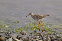 Redshank photographed at Pulias [PUL] on 26/8/2012. Photo: © Rod Ferbrache