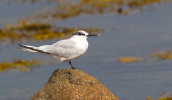 Sandwich Tern photographed at Grandes Havres [GHA] on 27/8/2012. Photo: © Anthony Loaring