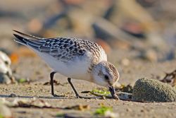 Sanderling photographed at Pequeries Bay [PEQ] on 28/8/2012. Photo: © Rod Ferbrache