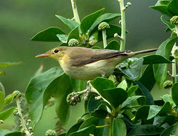 Melodious Warbler photographed at Shingle Bank [SHI] on 28/8/2012. Photo: © Mike Cunningham