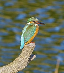 Kingfisher photographed at Vale Pond [VAL] on 30/8/2012. Photo: © Royston CarrÃ©