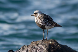 Grey Plover photographed at Fort Doyle [DOY] on 31/8/2012. Photo: © Rod Ferbrache