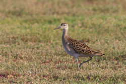 Ruff photographed at Colin Best NR [CNR] on 1/9/2012. Photo: © Rod Ferbrache