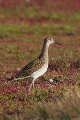 Ruff photographed at Colin Best NR [CNR] on 1/9/2012. Photo: © Rod Ferbrache
