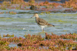 Pectoral Sandpiper photographed at Colin Best NR [CNR] on 3/9/2012. Photo: © Rod Ferbrache