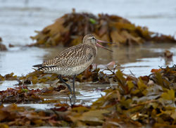 Bar-tailed Godwit photographed at L'Eree [LER] on 3/9/2012. Photo: © Mike Cunningham