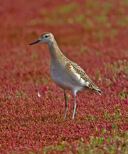 Ruff photographed at Colin Best NR [CNR] on 3/9/2012. Photo: © Mike Cunningham