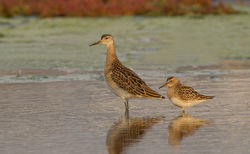 Pectoral Sandpiper photographed at Colin Best NR [CNR] on 3/9/2012. Photo: © Anthony Loaring