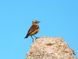 Whinchat photographed at Fort Hommet [HOM] on 7/9/2012. Photo: © Mark Guppy
