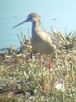 Spotted Redshank photographed at Vale Pond [VAL] on 20/8/2005. Photo: © Wayne Turner