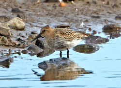 Dunlin photographed at Claire Mare [CLA] on 10/9/2012. Photo: © Mike Cunningham