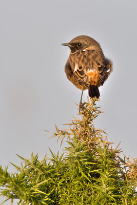 Stonechat photographed at Fort Doyle [DOY] on 15/9/2012. Photo: © Rod Ferbrache