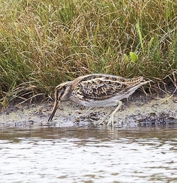 Jack Snipe photographed at Claire Mare [CLA] on 24/9/2012. Photo: © Anthony Loaring