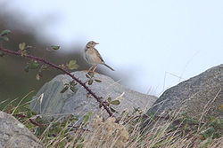 Richard's Pipit photographed at Fort Doyle on 30/9/2012. Photo: © Chris Bale